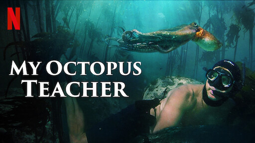 Best Netflix Documentaries: My Octopus Teacher